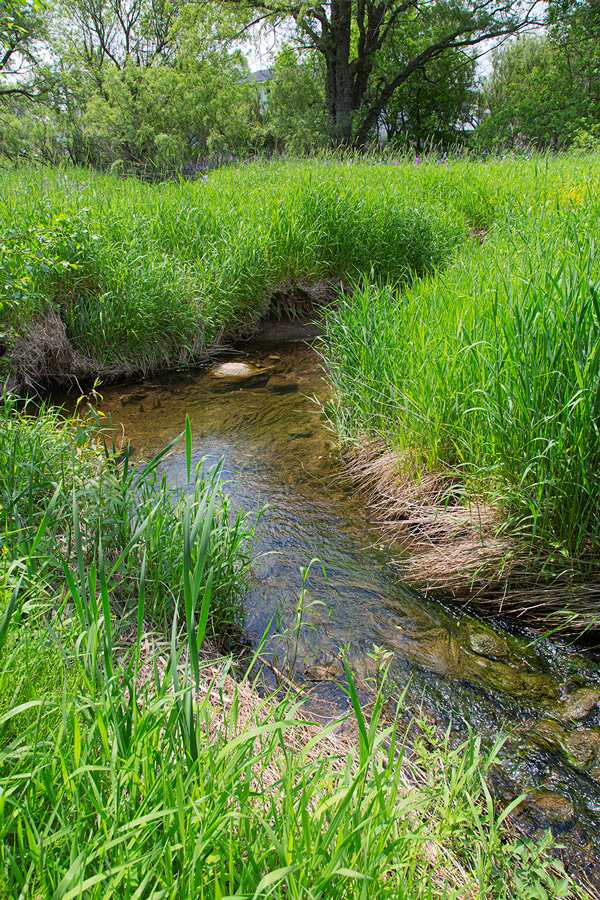 a creek lined with tall grasses