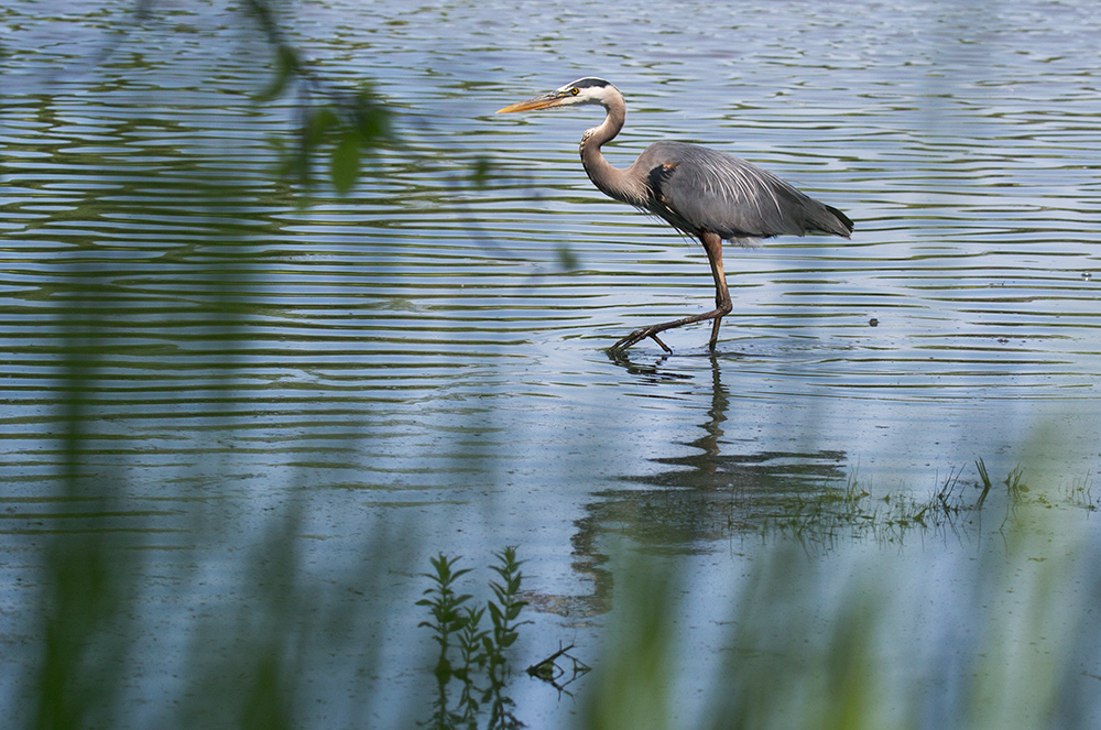 Great blue heron walking in water