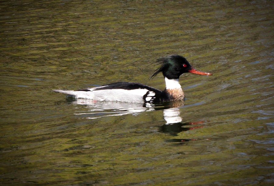 common merganser swimming