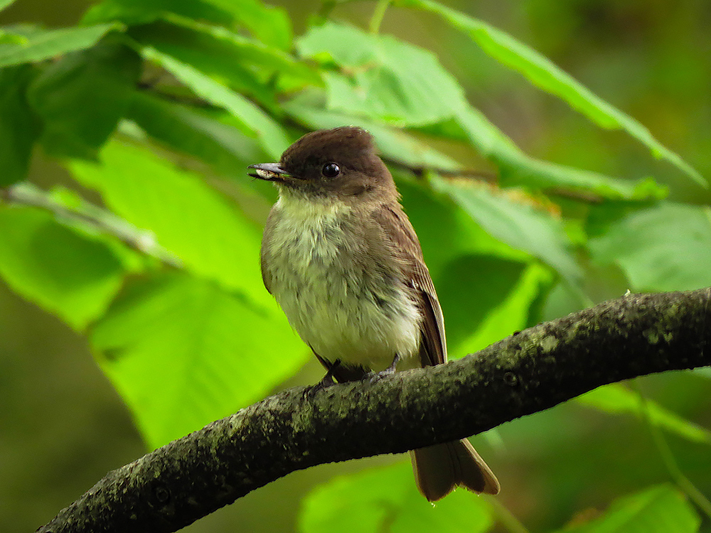 Eastern phoebe with a seed in its mouth perched on a branch