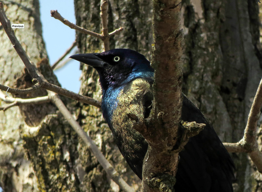 close up of common grackle in a tree