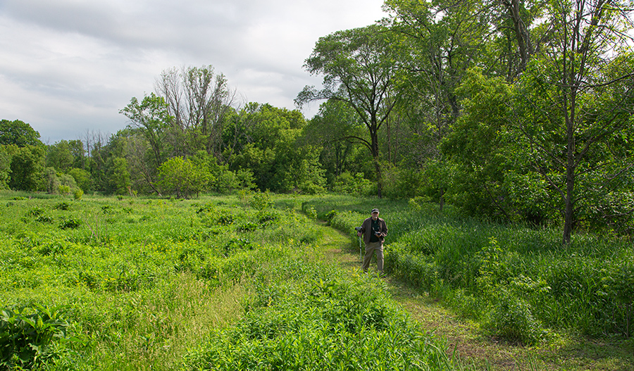 man walking the prairie path at Hames Preserve