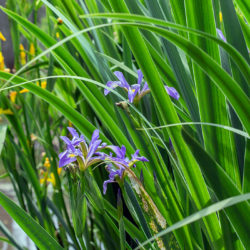 three purple irises among reeds