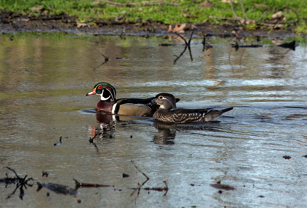 a pair of male and female wood ducks swimming 