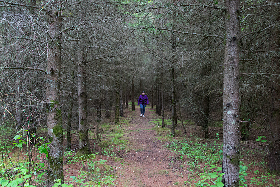 a lone hiker in a pine grove