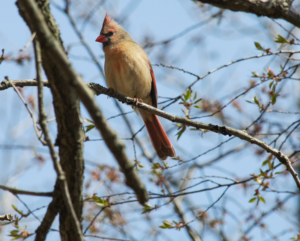 female cardinal sitting on a bare branch