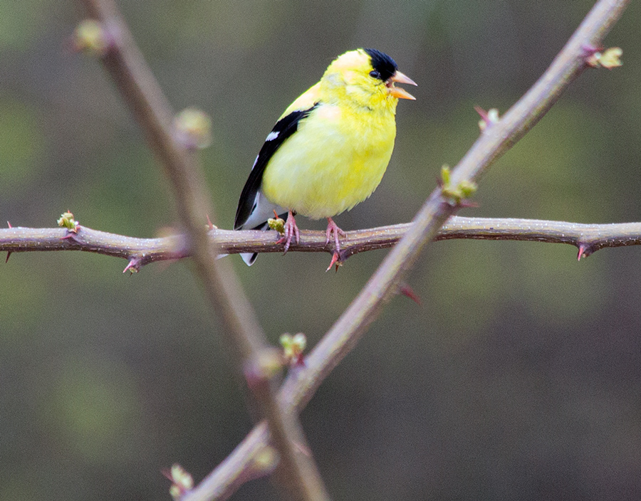 goldfinch perched on a bare branch at Lake Park