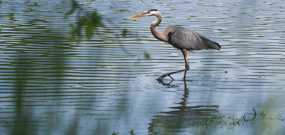 great blue heron standing on one leg in water