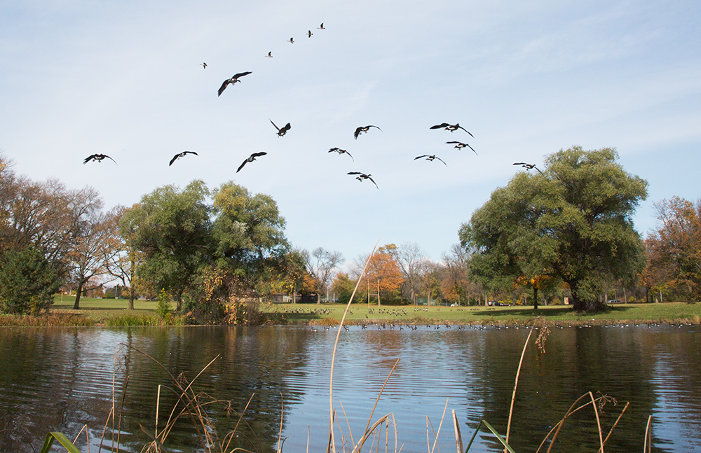 a flock of Canada geese swooping in for a landing on a pond