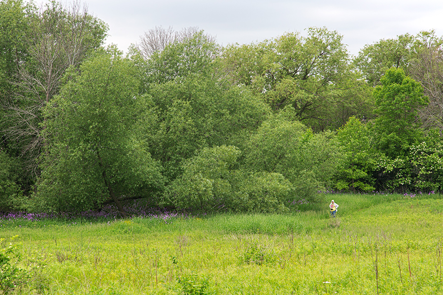 Lone hiker on meadow trail at Birchwood Hills Nature Preserve