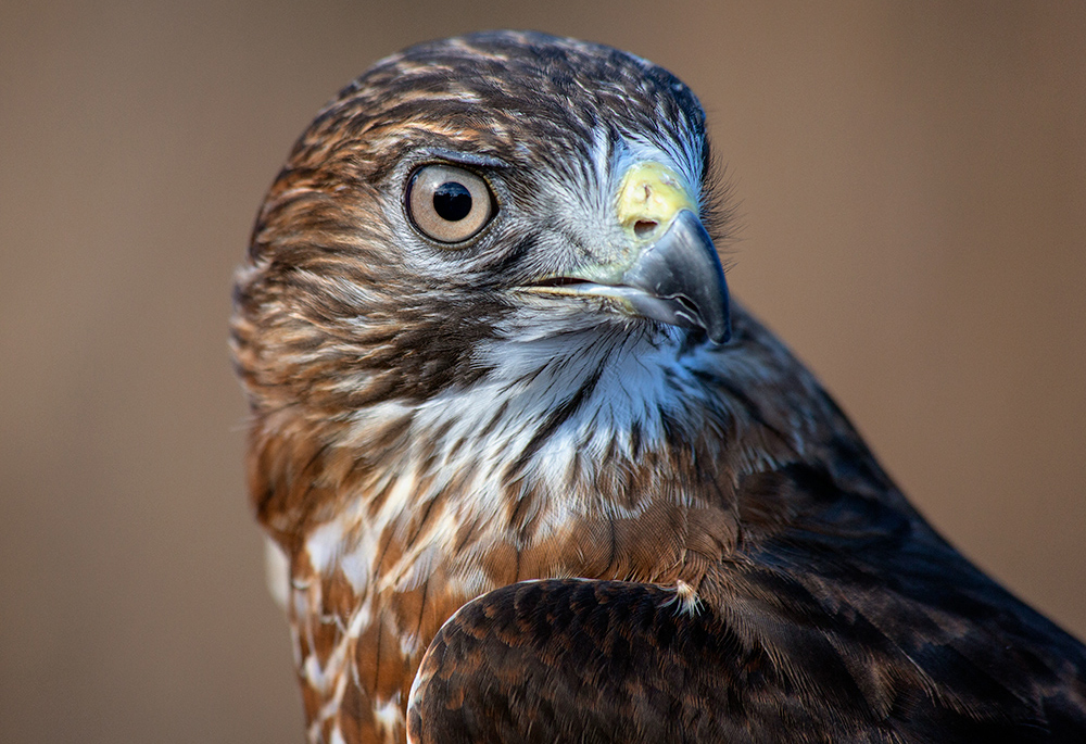 close up of Nicco, a broad-winged hawk