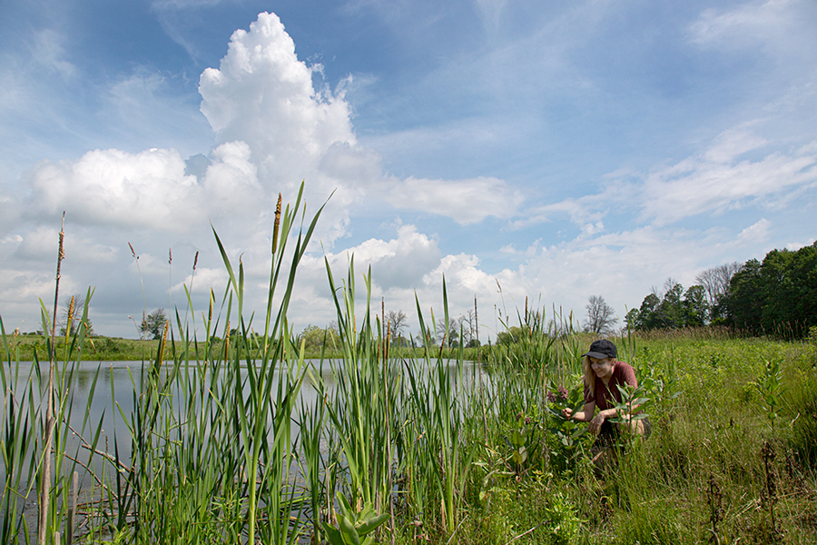 young woman admiring the milkweed in bloom and cattails next to a ponds with thunderhead