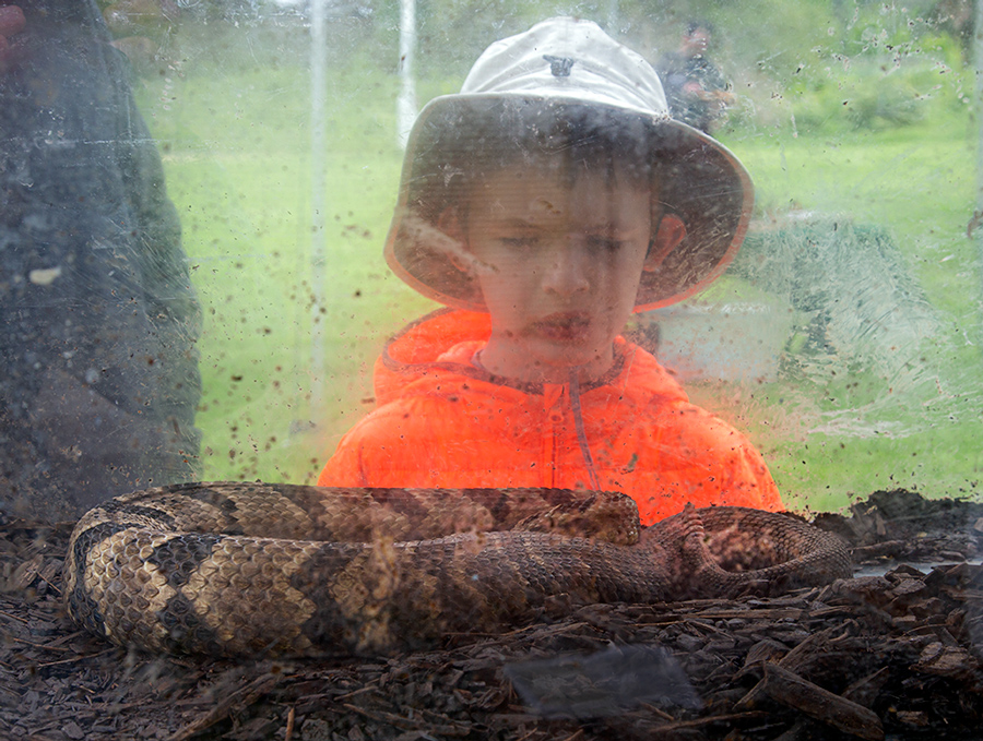 boy looking at a rattlesnake in a glass tank