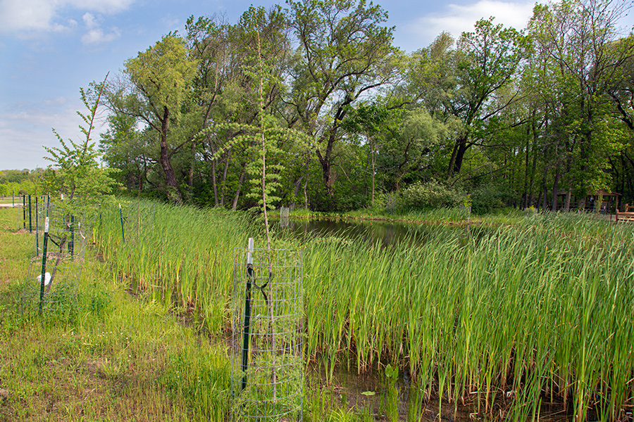 restored wetland with pond, cattails and staked tamarack trees