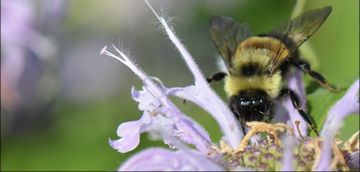 An endangered Rusty Patched Bumble Bee pollinating a purple wild bergamot flower