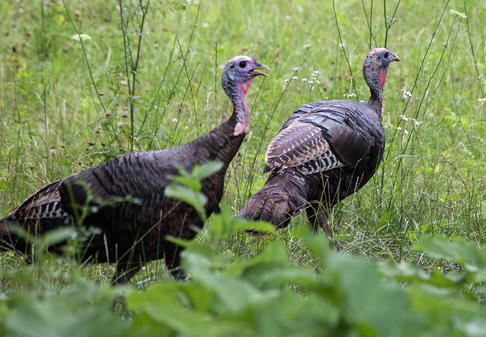 two wild turkeys walking in tall grass