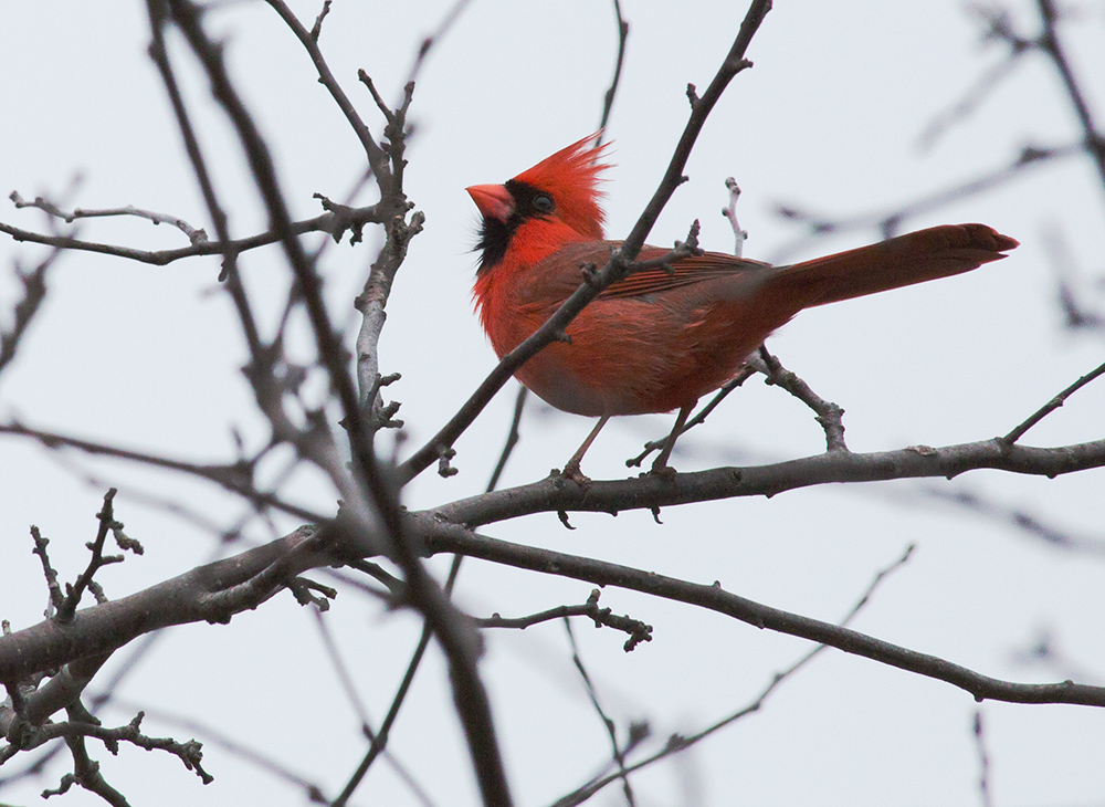 male cardinal strutting on a bare branch