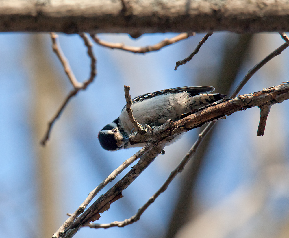 downy woodpecker pecking the end of a dead branch