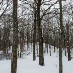 snowy wooded hillside in winter