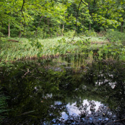 wetland scene