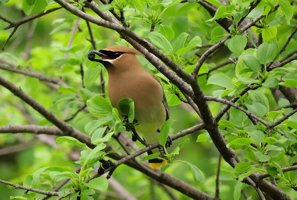 cedar waxwing eating a berry in lush foliage