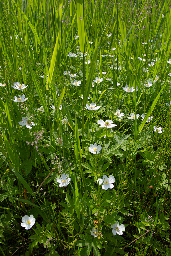 Wild geranium blossoming among grasses