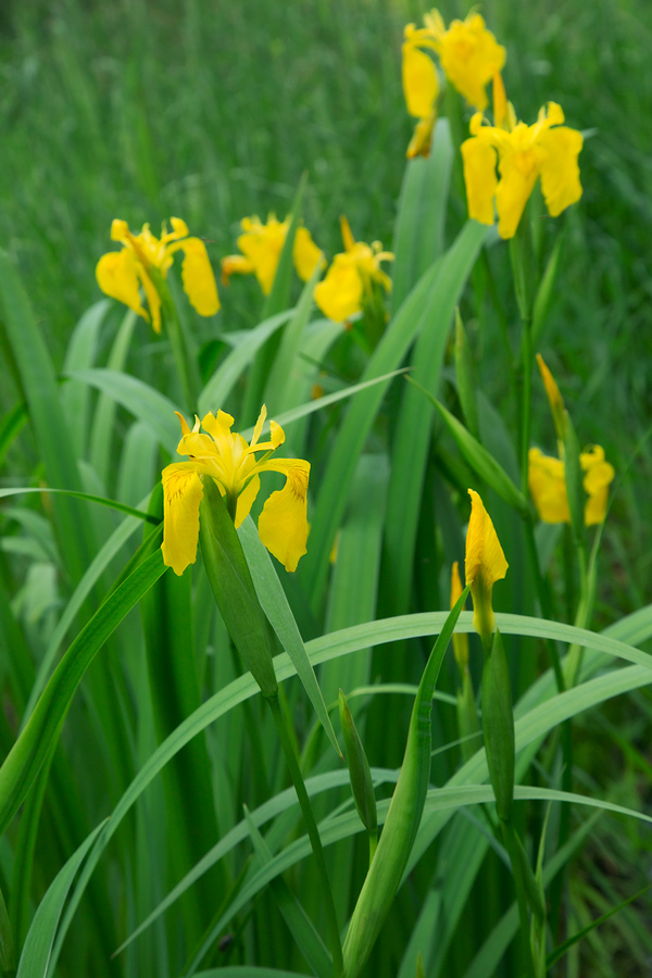 Yellow flag iris blossoms at Birchwood Hills Nature Preserve