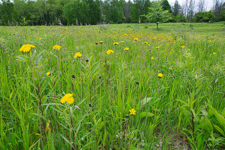 yellow wildflowers and grasses in a meadow