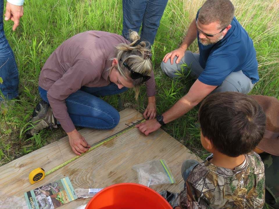 Julia Robson collecting SVL (snout-vent length) of common garter snake with assistance of volunteer