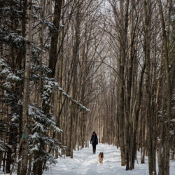 a woman walking a dog on a snowy trail through tall trees