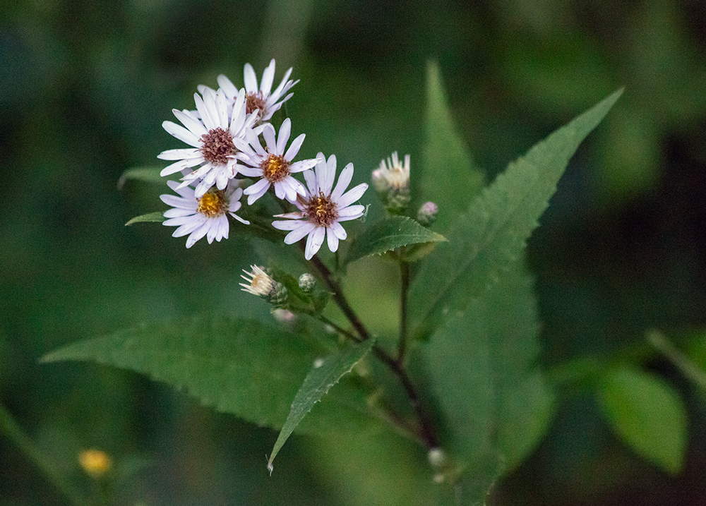 Asters in bloom 