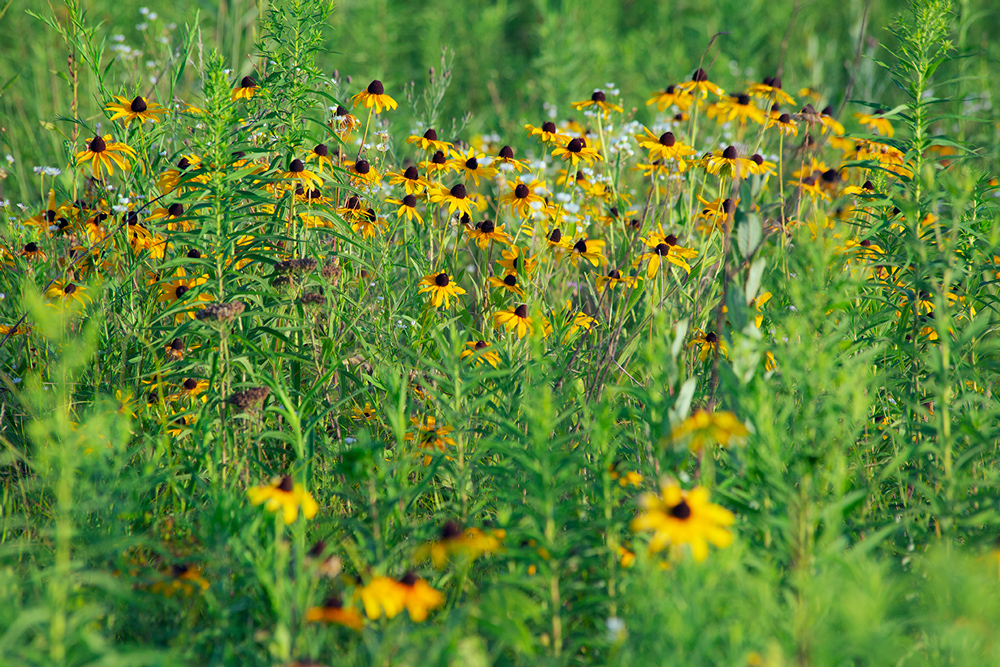 a patch of yellow wildflowers in a field