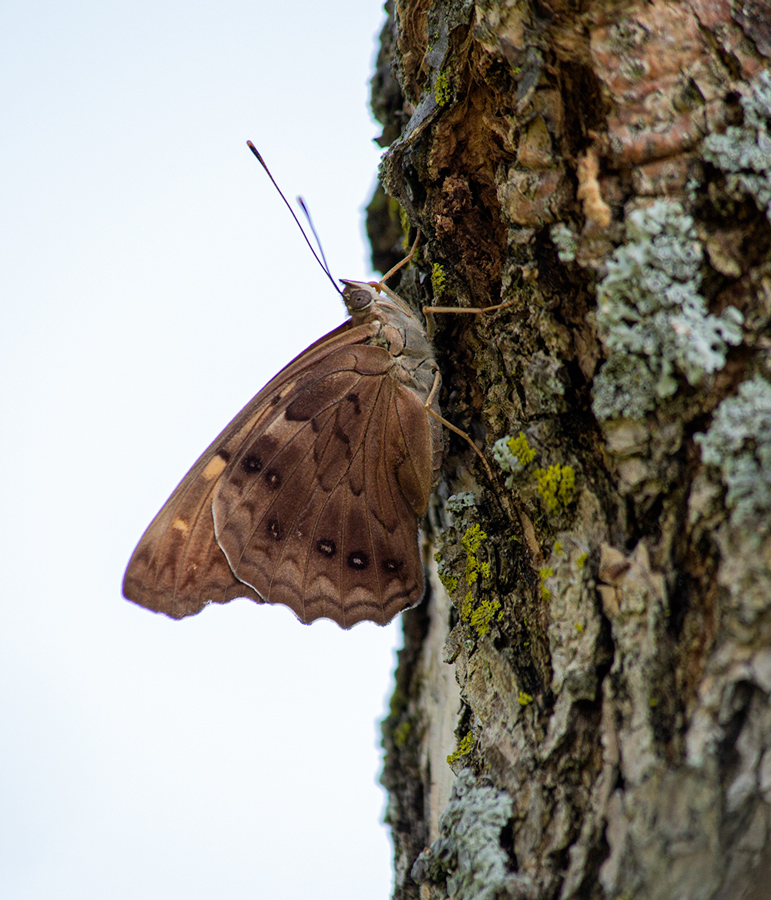 Hackberry emperor butterfly on tree