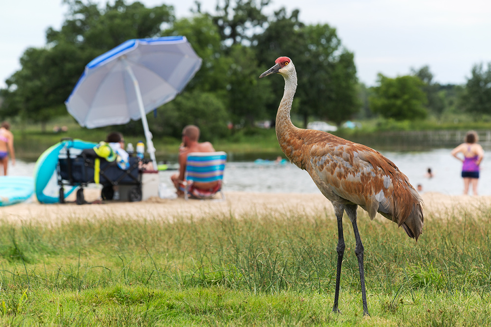 a sandhill crane standing in grass with people on a beach in the background