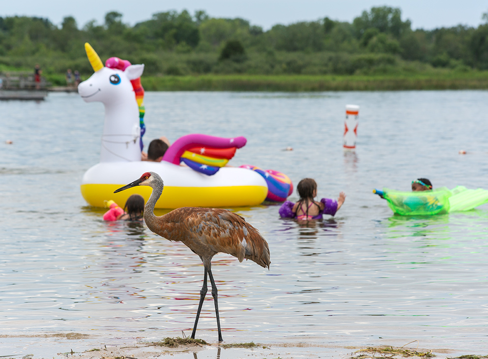 sandhill crane standing in the water at the edge of a lake with children playing with inflatables in the background