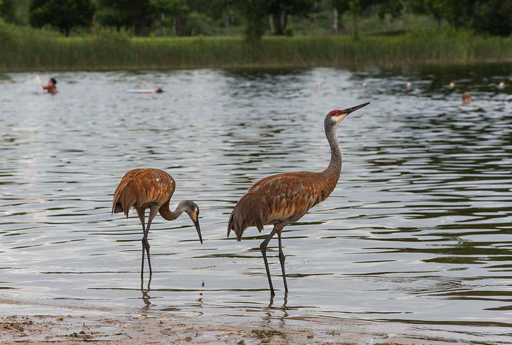 two sandhill cranes standing in the water at the edge of a lake with people swimming in the background.