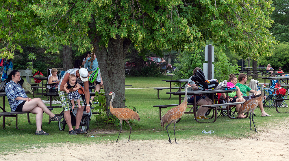 three sandhill cranes standing among people sitting at picnic tables