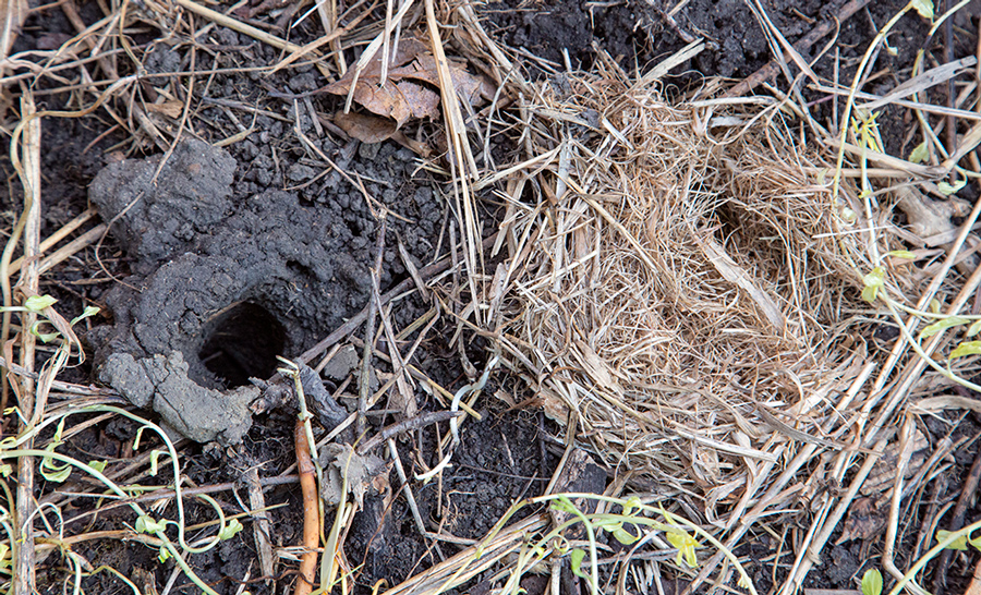 A crayfish burrow hole and small mammal nest under a board