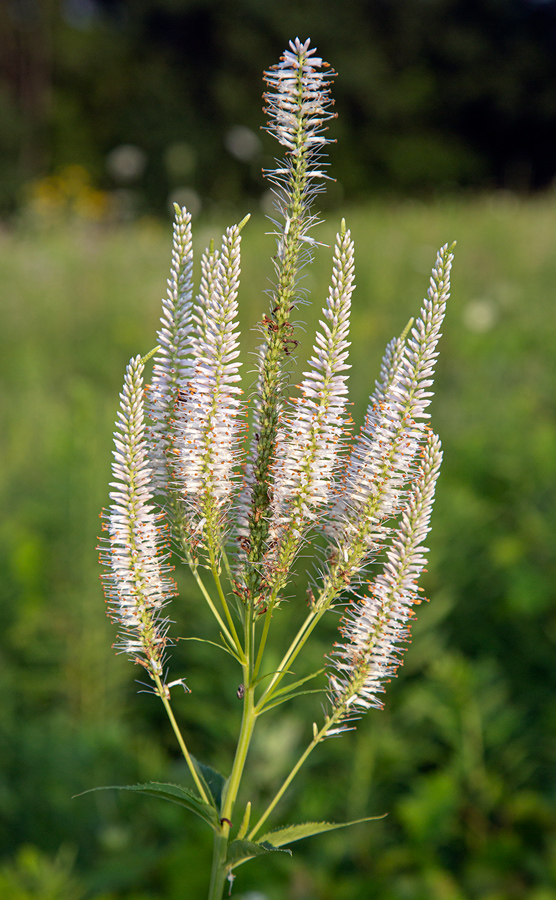 Culver's root blossom