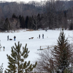 four people and three dogs in an open, snowy field surrounded by trees