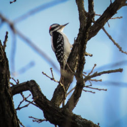 downy woodpecker on bare branches