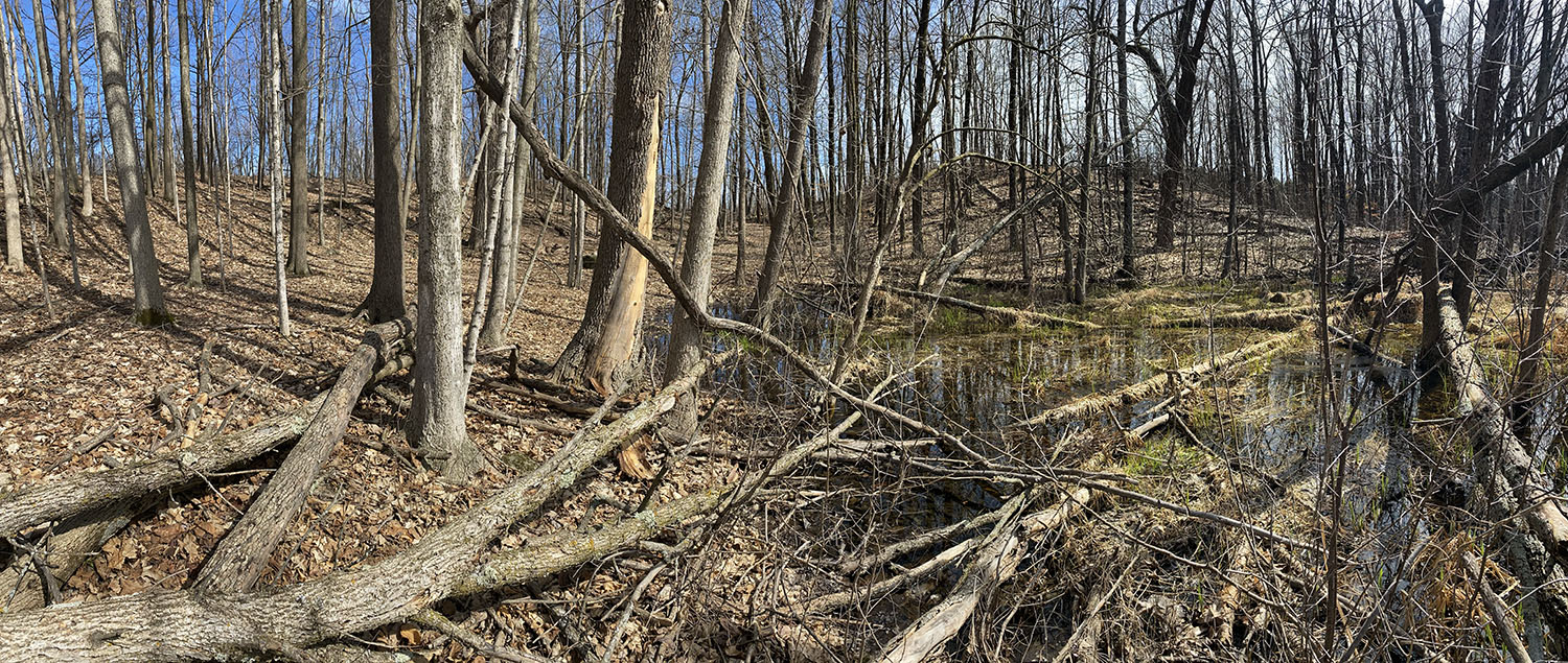 Woodland and wetland panorama at Homestead Hollow Co Park