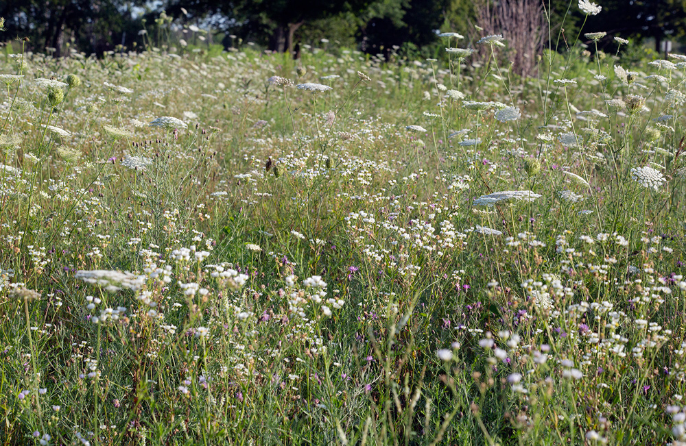 Field of white wildflowers