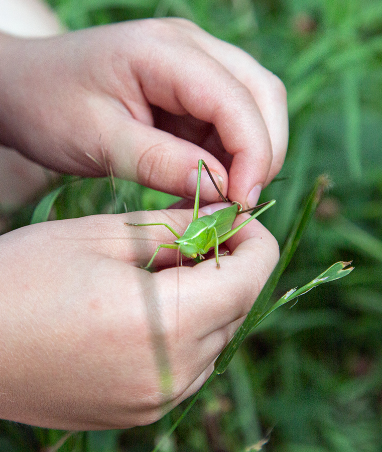 Two hands of a young boy holding a grasshopper