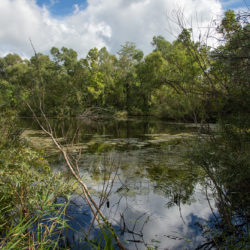 a pond surrounded by trees