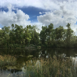 a pond surrounded by trees