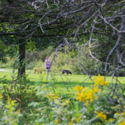 a woman walking two dogs seen through foliage