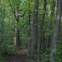 a trail through deep woods in summer