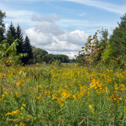 a field full of yellow wildflowers flanked by woodland