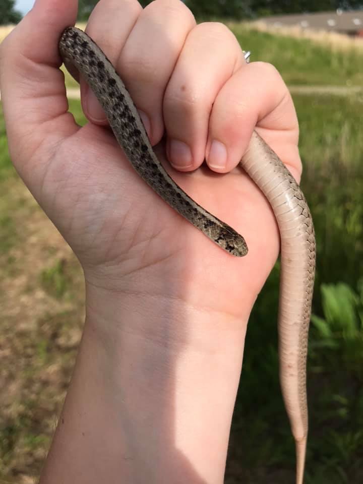 A hand holding a gravid northern brown snake